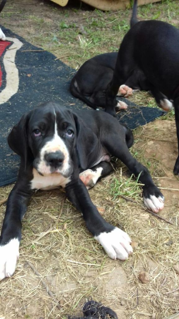 Des Princes Du Quercy - Dogue allemand - Portée née le 07/05/2018