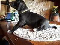 ONYX DES PRINCES DU QUERCY
