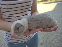CHIOT
